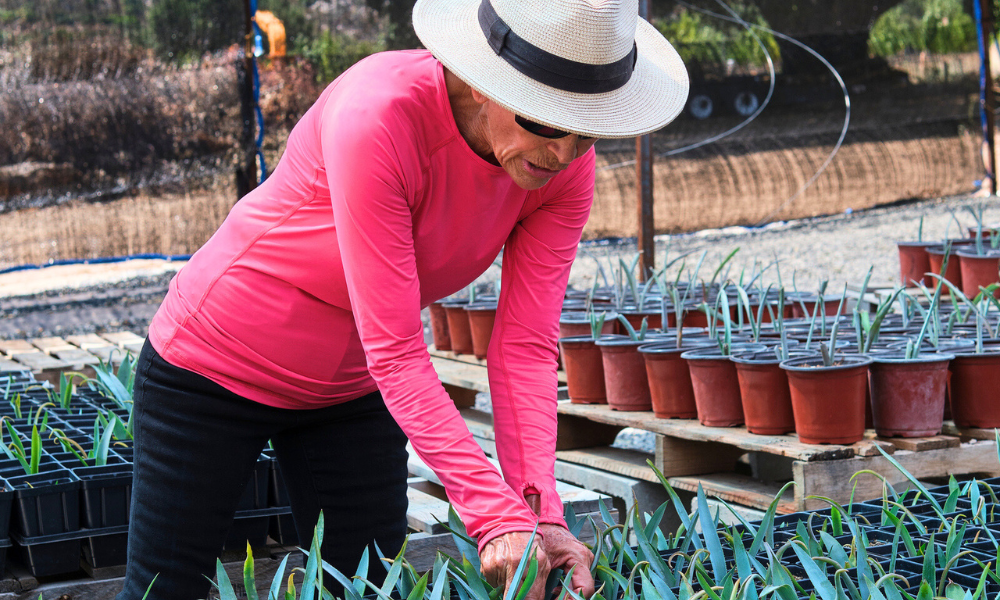 The Agave Farm