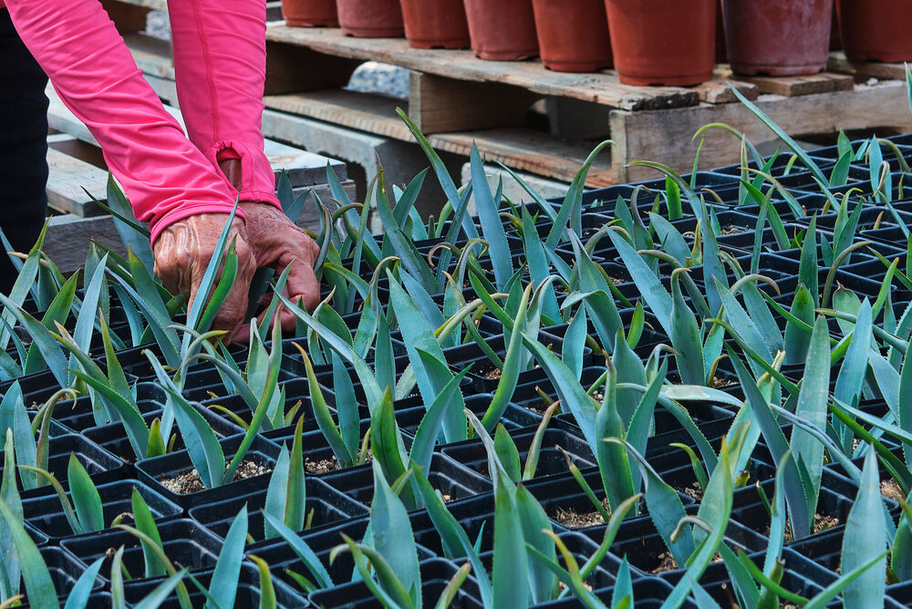 Where Can I Find An Exclusive Wholesale Agave Supplier?